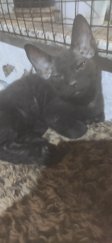 коты сфинкс: Порода: канадский сфинкс (котята), окрас — чёрный/тёмный дым. Две — 4