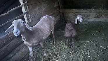 Животные: Продаю | Баран (самец), Овца (самка), Ягненок | Арашан, Гиссарская, Долан | Для разведения, Для шерсти, На забой | Котные, Матка, Осеменитель — 1