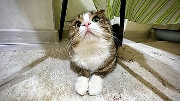 cat litter: Шотландская вислоухая кошка (Scottish Fold) Кот спокойный, приучен к — 1