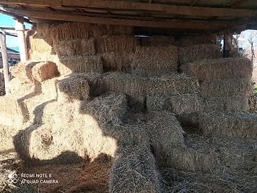 Сено в тюках - Заготовлено в прямоугольные тюки, плотная прессовка at lalafo.kg Сено в тюках - Заготовлено в прямоугольные тюки, плотная прессовка