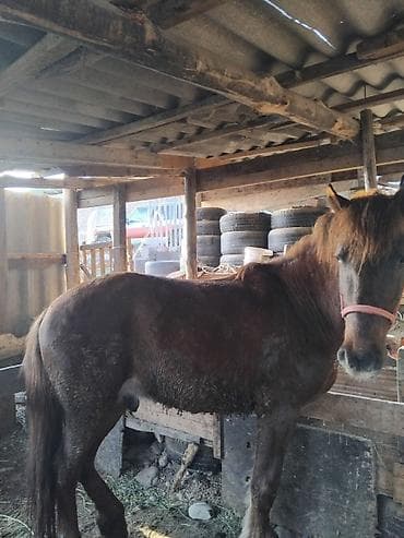 Продаю | Жеребец | Рабочий