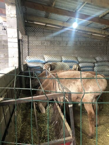 Кемирүүчүлөр: Сатам | Кочкор (эркек) | Көбөйтүү үчүн | Ургаачы — 7