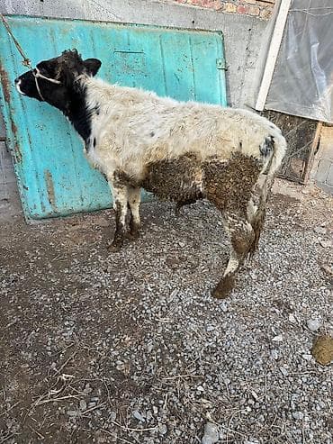 Аквариумдар: Сатам | Бука (эркек) — 2