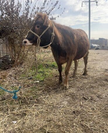 продаю породистых коров: Продаю | Корова (самка) | Для молока | Привязанные — 14