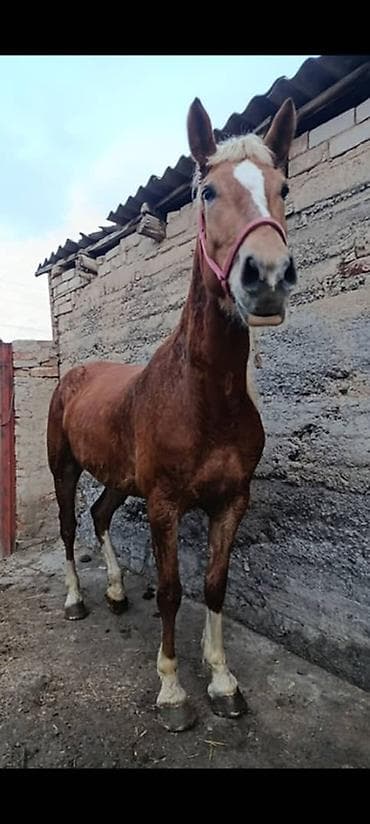 лошадь бишкек: Продаю | Кобыла (самка) | Рабочий — 2