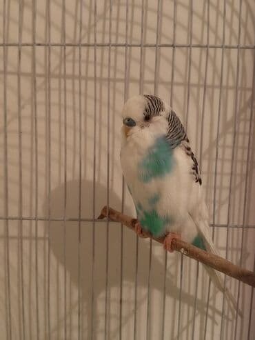 Ветеринар кызматы: Волнистые попугаи с клеткой. Состав набора: - Пара волнистых — 2