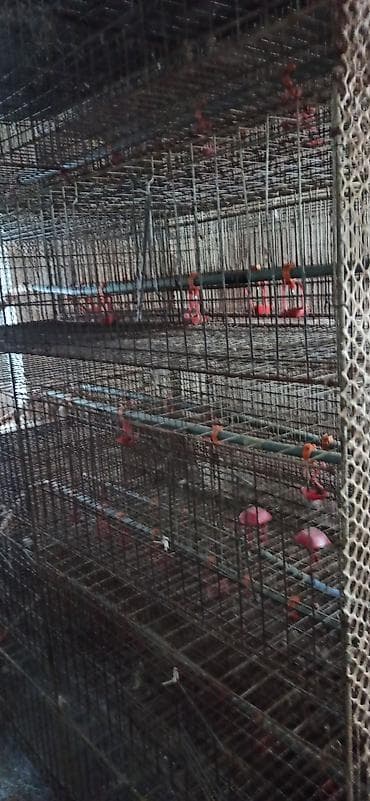 клетка для перепелок: Клеточные батареи для содержания птицы (кур-несушек/перепелов) — 6