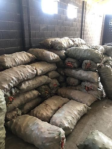 купить пакеты для вакуума: Морковь Оптом, В розницу, Платная доставка — 2