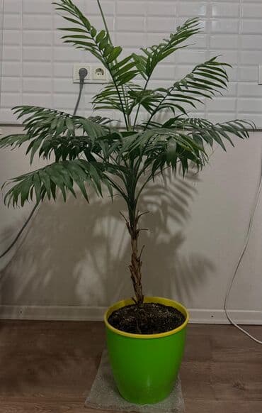 🌴 Комнатная пальма — хамедорея Высота около 120–140 см Здоровая