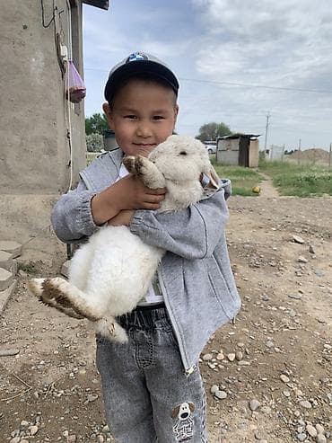 бал ящик: Продаю | Крольчиха (самка), Кролик самец | Для разведения | Племенные — 3