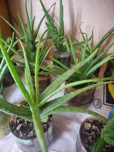 алоэ лекарственное растение: Алоэ вера (Aloe vera) в горшках - Суккулент с мясистыми зелёными — 1