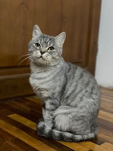 скоттиш страйт шотландская прямоухая кошка: Скотиш Страйт (Шотландская прямоухая), 3 года, Девочка, Биколор, Приучена к лотку, С документами — 6