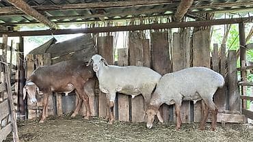 сетка 3д: Продаю | Овца (самка) | Для разведения — 4