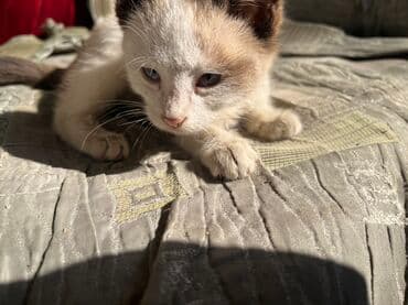 сколько стоит сфинкс кошка: Котёнок с колор-пойнт окраской. - Окрас: светлый (кремовый/бежевый) с — 2