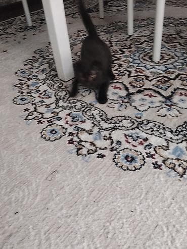 cat sofa: Кошка даром: Скотиш Фолд (Шотландская вислоухая), Мальчик, Приучена к лотку — 2
