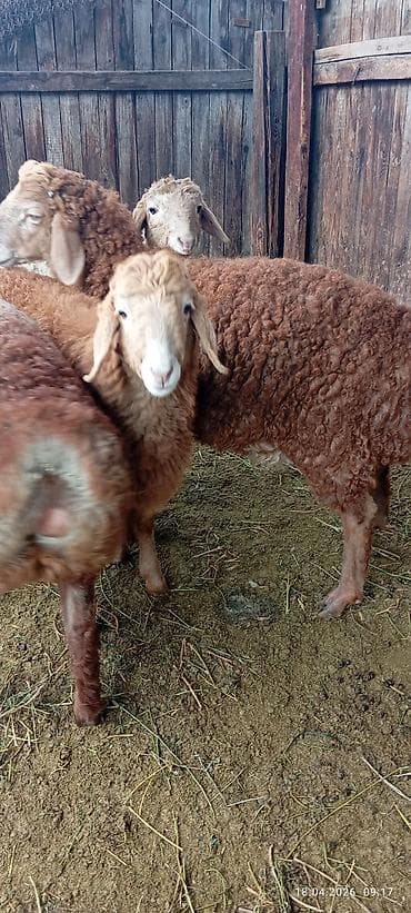 6 месяцев: Продаю | Овца (самка) | Для разведения — 3
