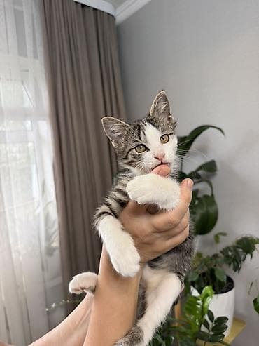 Продажа кошек: 🐾 Отдам котёнка — прирождённого охотника! 🐾 Ищете надёжного защитника — 2