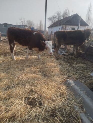 собака шпиц: Продаю | Бык (самец) | На откорм | Привязанные — 2