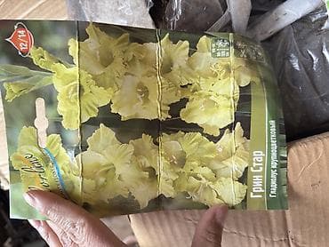 гулдор роза: Продаю луковицы Лилии, Каллы, Глодиолус, Пионы и Георгины декоративные — 9