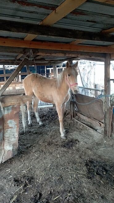 домики для котят: Продаю | Жеребенок | Для разведения — 2