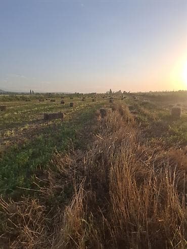 Сено в тюках - Прессованное сено в прямоугольных тюках, полевая