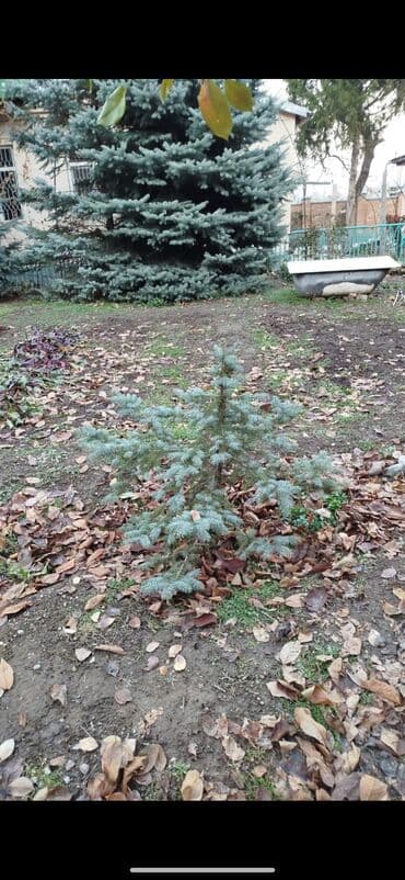 купить саженцы гортензии метельчатой: Саженцы деревьев: Ели, Самовывоз — 1