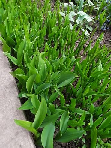 черешковый сельдерей бишкек: Традесканция Виргинская(доброе утро) -150 (куст) аквилегия(водосбор)- — 8