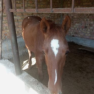 матки пчел: Продаю | Жеребенок | На забой — 1