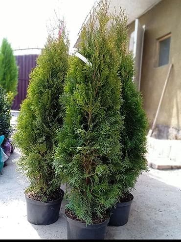 Саженцы деревьев: Туи, Самовывоз