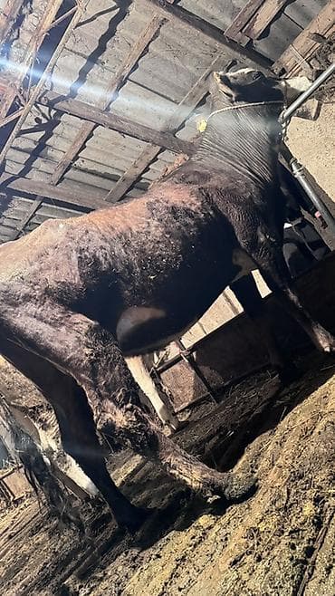 где купить утят: Продаю | Бык (самец) | На откорм | Привязанные — 1