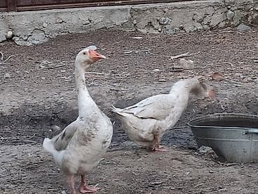 мясо индоутки: Домашние гуси, Описание: - Порода: сельскохозяйственные серые/белые — 2