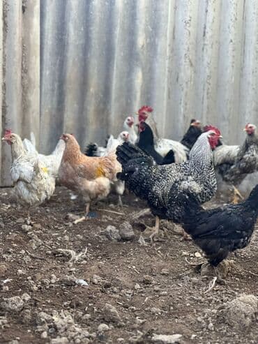 машины на продажу бишкек: Сатам | Тооктор | Үй | Көбөйтүү үчүн — 4