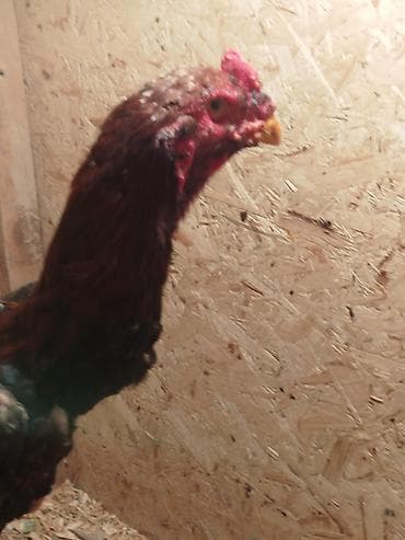 грузовые шины в бишкеке: Электровелосипед, Б/у — 1