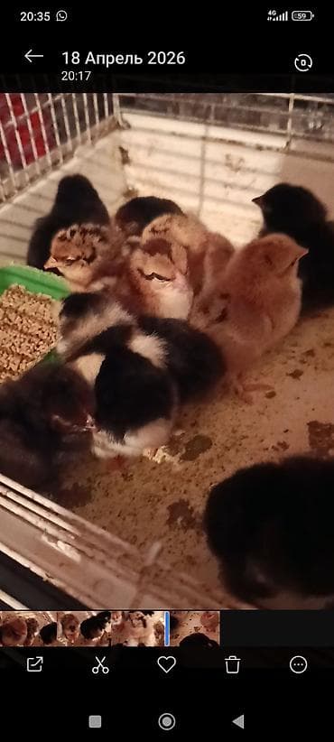 Продаю | Цыплята | Для разведения