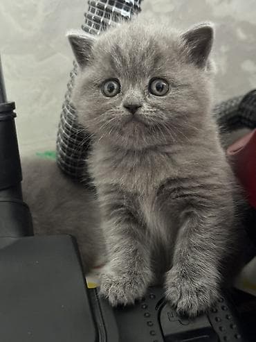 сиамская вислоухая кошка: Шотландские котята (окрас голубой) «Милые котята недавно родились 🐾 — 7