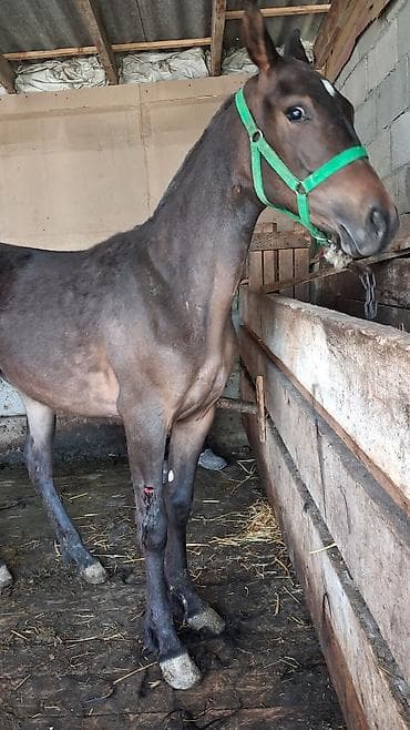 дом кошка: Продаю | Конь (самец), Жеребенок | Для разведения, Конный спорт — 6