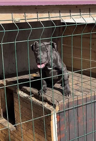 питбуль вязка: Щенок питбуль рабочего разведения среднего размера, короткошёрстный — 1