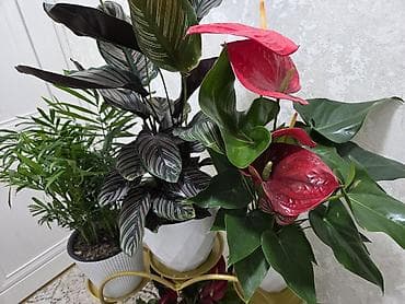 Дом и сад: Полка, этажерка для цветов, Новый, Железо, Самовывоз — 9