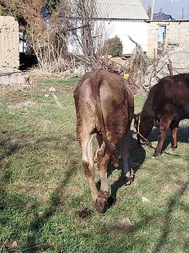 жеребец кроет кобыл: Продаю | Тёлка | Полукровка | На откорм | Привязанные — 6