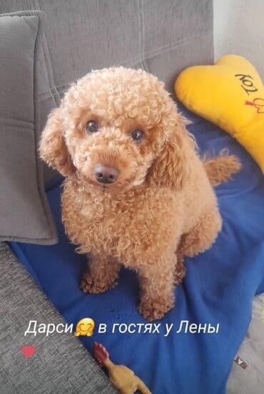 Услуги ветеринара: Предлагаются услуги гостиницы для собак, обеспечивающие комфортное и — 8