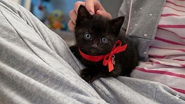 отдам бесплатно котенка: Котёнок ищет дом!!! заберите пожалуйста бесплатно!! — 1