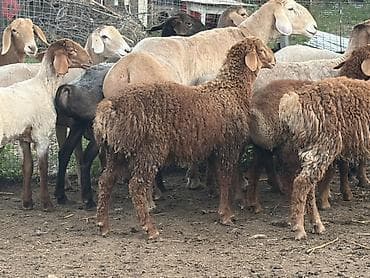 би 6: Продаю | Овца (самка) | Для разведения | Матка — 2