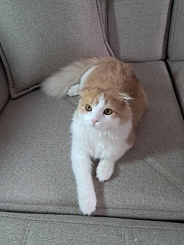 животные кот: Шотландская вислоухая кошка (скоттиш-фолд), окрас бисквитно-белый. - — 2