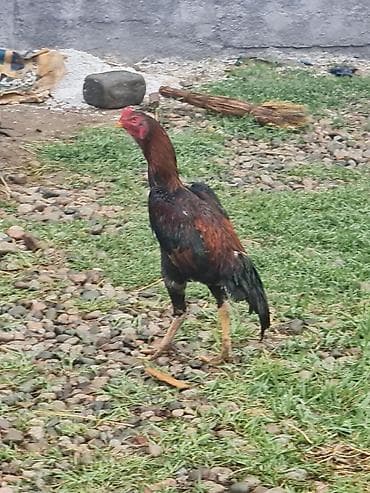 ангуз бука: Продаю | Петух | Бойцовая | Для разведения — 10