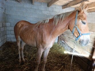 срочно продаю в связи с переездом: Продаю | Жеребец | Для разведения, Конный спорт — 3