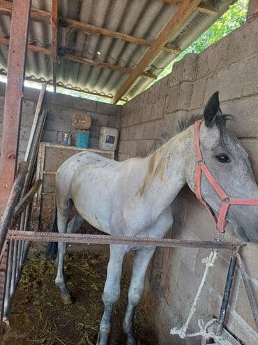 собака домик: Продаю | Конь (самец) — 7