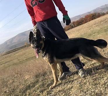 Аквариумдар: 🐶 Продаётся немецкая овчарка, девочка 10 месяцев Окрас — 1