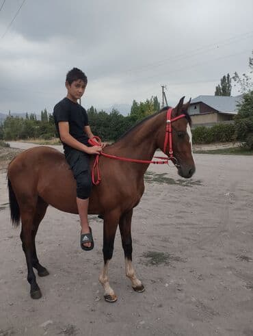в связи с переездом отдам попугая жако в добрые руки: Продаю | Жеребенок | Рабочий — 1
