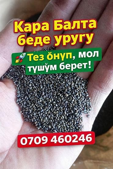 Семена кормовых растений: Люцерна