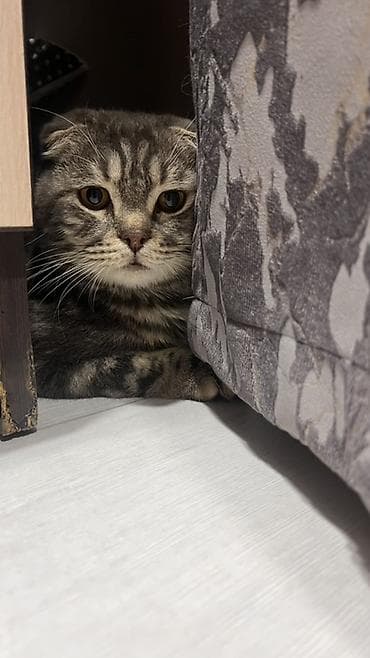 Шотландский вислоухий кот (Scottish Fold) 8 месячный - Окрас — 3